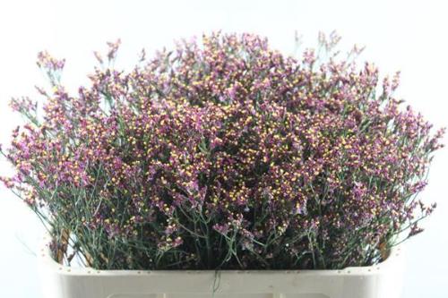 Limonium sinensis Scarlet Diamond