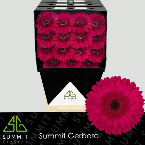 Gerbera grootbloemig Martini