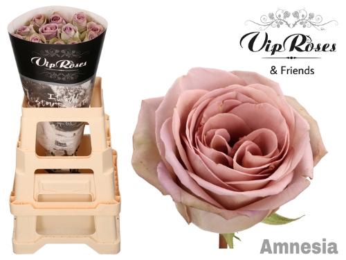 Rosa grootbloemig Amnesia