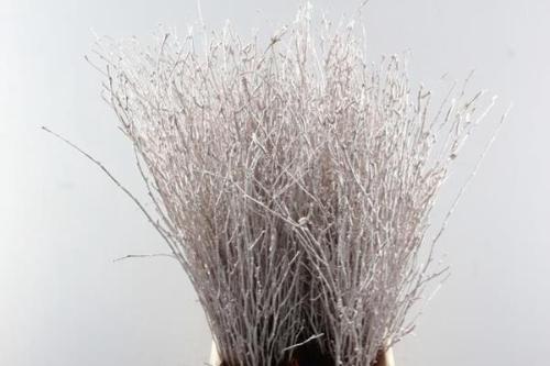 Betula kleurbehandeld H%