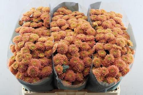 Chrysanthemum (Indicum Grp) tros santini Ellison Peach