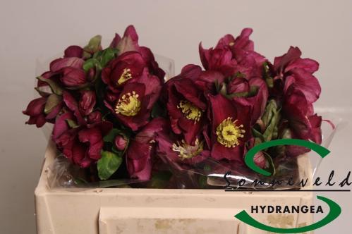 Helleborus Aarendelle Mara Red