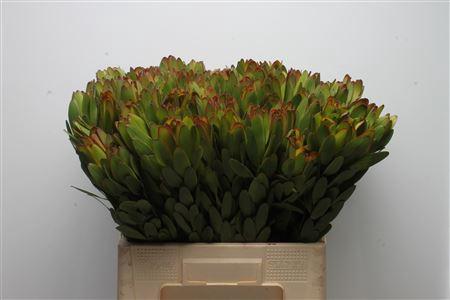 Leucadendron 'Safari Goldstrike'