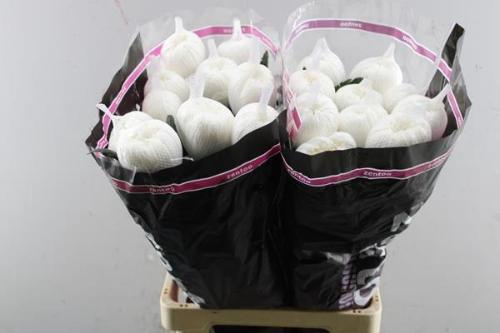 Chrysanthemum (Indicum Grp) geplozen Tutu