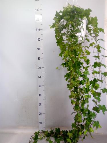 Hedera helix 'Pittsburgh'