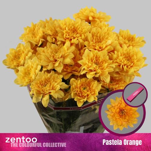 Chrysanthemum (Indicum Grp) tros Pastela Orange