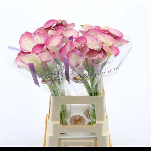 Zantedeschia 'Denver'