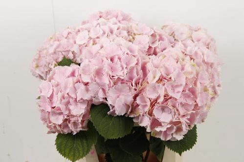 Hydrangea macrophylla 'Verena'