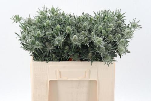 Eryngium Sirius Questar