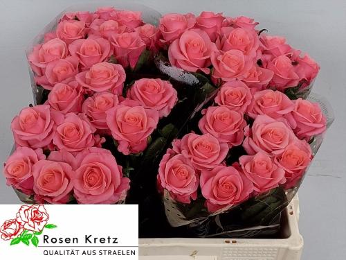 Rosa grootbloemig Barby