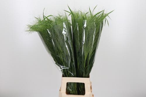 Panicum 'Fountain'