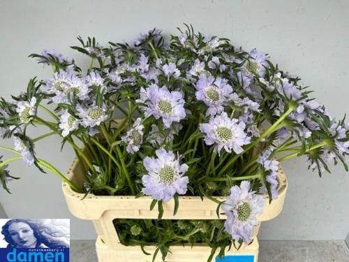 Scabiosa caucasica 'Jisca'