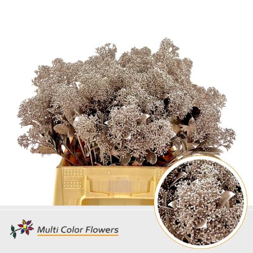 Skimmia per bos overig kleurbehandeld H%