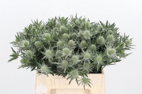 Eryngium alpinum 'Gemini Questar'