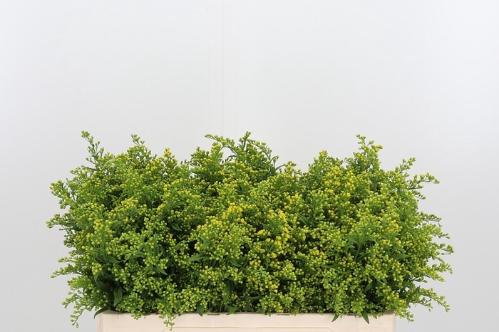 Solidago Carzan Glory