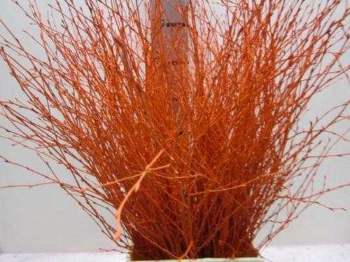 Betula kleurbehandeld H%
