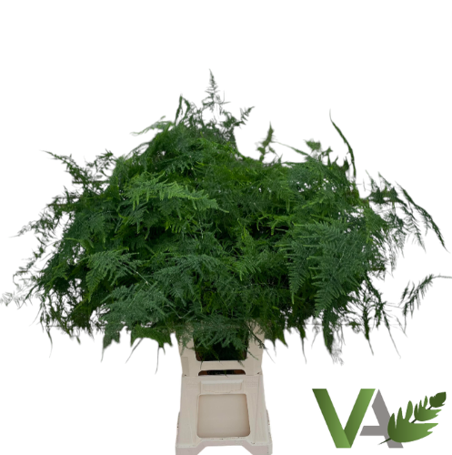 Asparagus setaceus overig