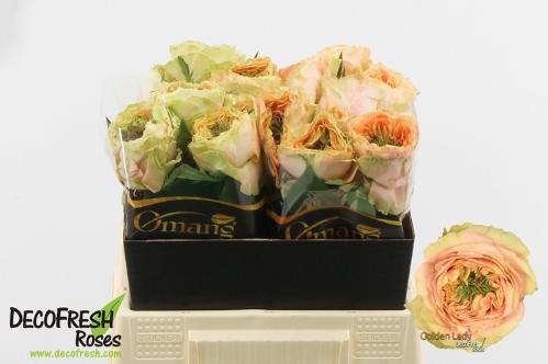 Rosa grootbloemig Golden Lady