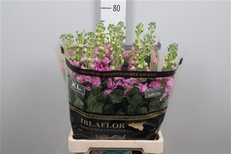 Matthiola incana 'Iron Pink'