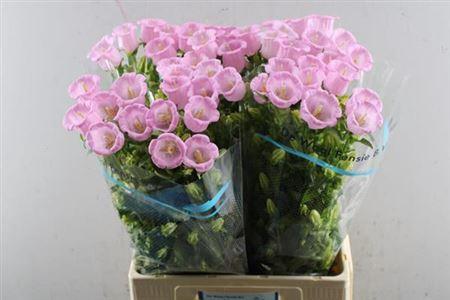 Campanula medium 'Campana Pearl Pink'