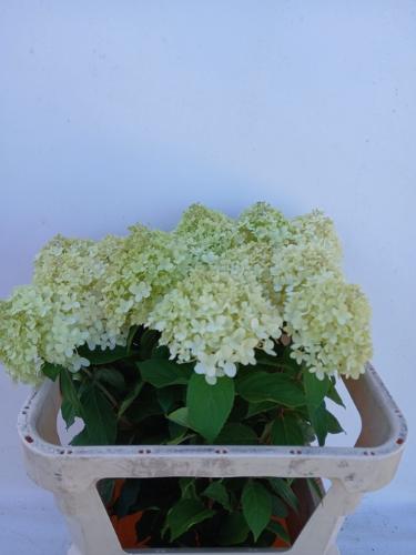 Hydrangea paniculata 'Limelight'