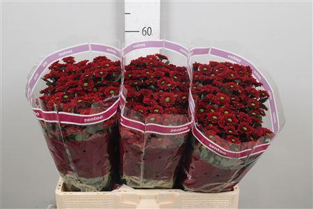 Chrysanthemum (Indicum Grp) tros santini Grp) Mexx