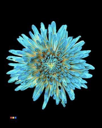 Chrysanthemum (Indicum Grp) geplozen Topspin kleurbehandeld H%