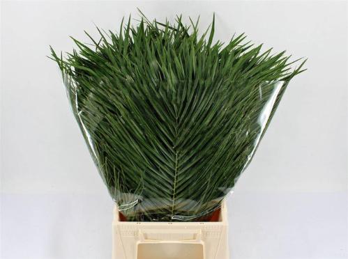 Phoenix roebelenii (blad)