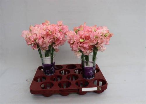 Lathyrus odoratus (Spencer Grp) 'Parfum Salmon'