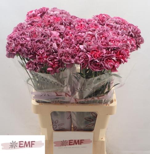 Dianthus standaard Hypnosis