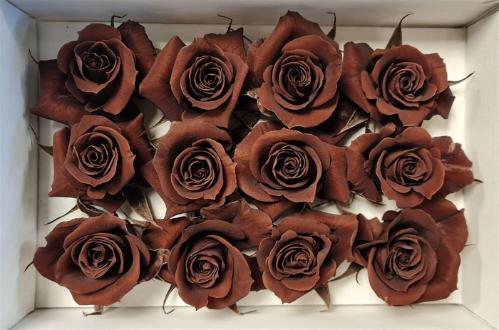 Rosa grootbloemig kleurbehandeld H%