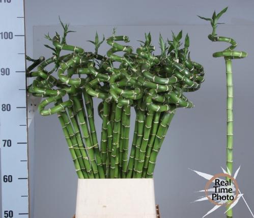Dracaena sanderiana Lucky Bamboo