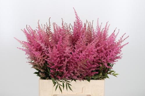 Astilbe Arendsii Grp 'Cattleya'
