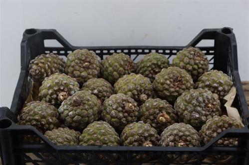 Dennenappel H%
