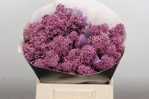 Skimmia per bos overig kleurbehandeld H%