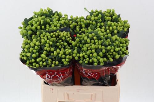 Hypericum androsaemum Lucky Romance