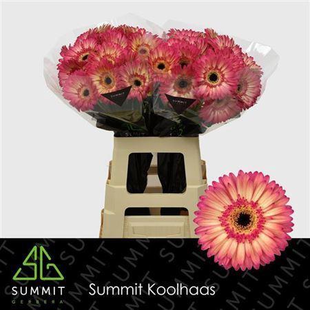 Gerbera grootbloemig 'Hippie Chic'