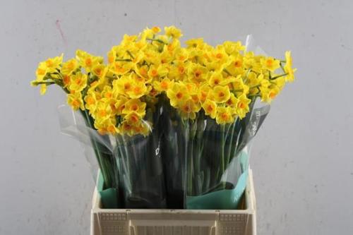 Narcissus Tazetta Grp met blad 'Grand Soleil d'Or'