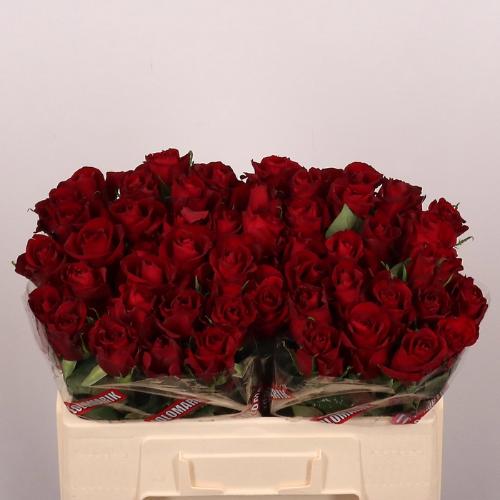 Rosa grootbloemig Ever Red