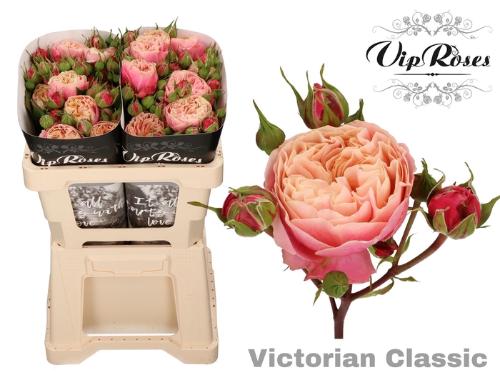 Rosa tros Victorian Classic@