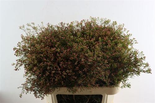 Chamelaucium uncinatum 'Rotem'