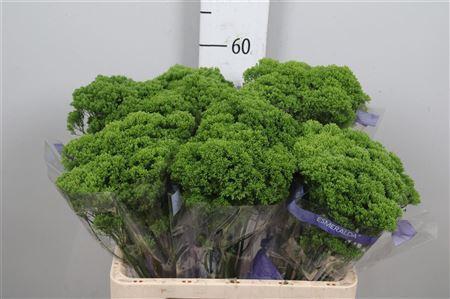 Trachelium caeruleum Jade