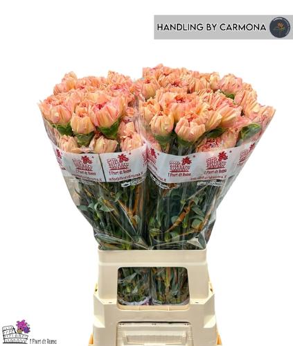 Dianthus standaard Saona+