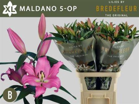 Lilium Oriental x Trumpet Grp 'Maldano'