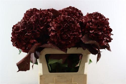 Hydrangea overig kleurbehandeld H%