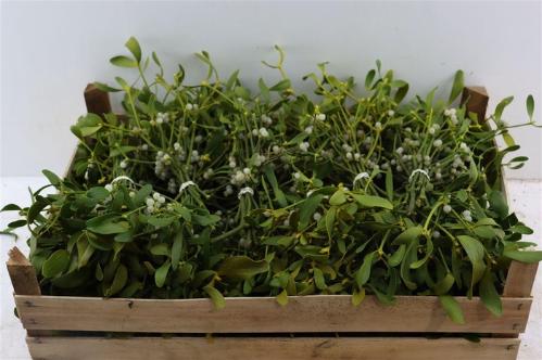 Viscum album per bos