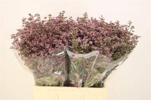 Limonium Piuma Pink Touch