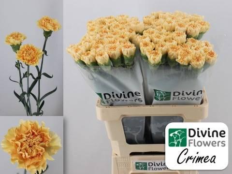Dianthus standaard 'Crimea'