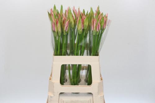 Nerine Bowdenii Grp 'Vesta K'