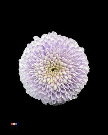 Chrysanthemum Indicum Grp tros santini kleurbehandeld H%